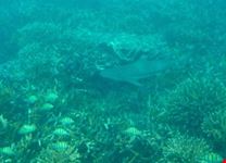 incontri a pigeon island